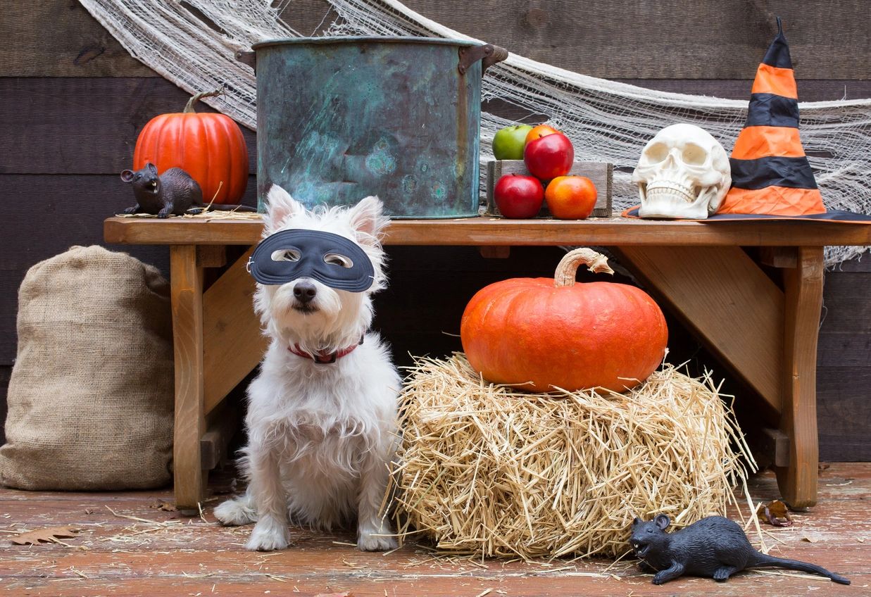 Halloween dog display