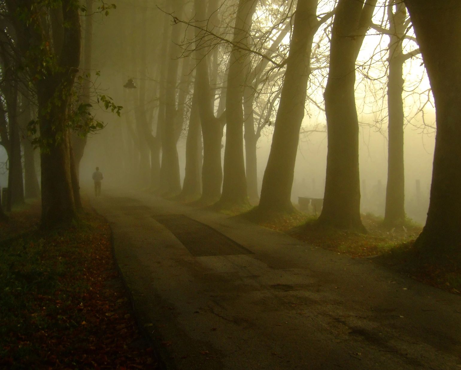 Misty wooded trail